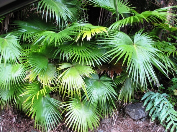 The invasive Chinese Fan Palm was introduced as an ornamental species for gardens
