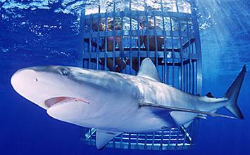 Visitors viewing a shark from a cage as part of eco-tourism. Seychelles is considering such activities