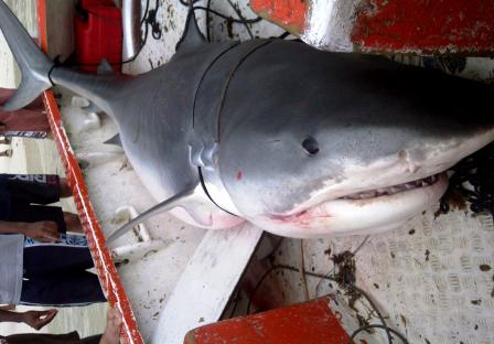 Is this the ‘killer shark’?