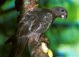 Varsity student’s findings on black parrot bring wealth of information