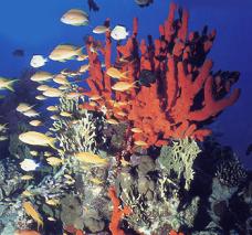 Coral unhurt by tsunami – scientists