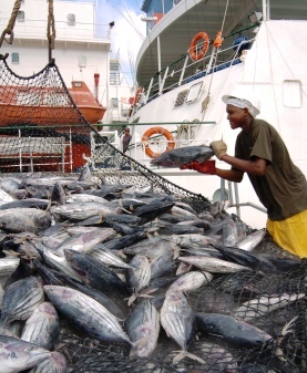 EU pays €5.6m for tuna fishing in Seychelles in 2011 