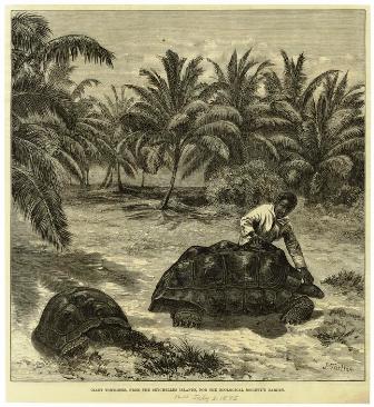 An old print showing Aldabra Giant Tortoises, from an 1875 issue of The Illustrated London News