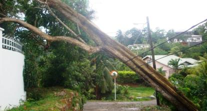 A fallen tree on PUC electrical pole at Anse Royale