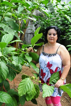 ‘Bwa Torti’ plants grow profusely in Marie-Andrée’s garden