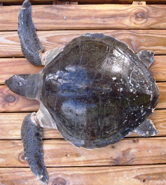 The shell of an olive ridley is much wider than that of either a hawksbill or a green turtle. Notice the damage at the base of the front flippers.The turtle had probably been struggling in the net of the FAD for a long time before it drowned