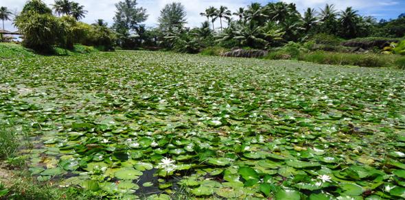 Left uncontrolled, water lilies become an invasive weed as this picture of the Valmer Wetlands at Baie Lazare shows