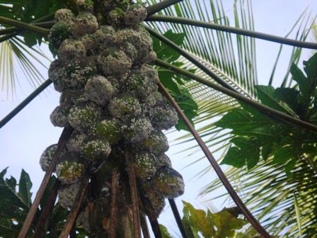 New papaya pest yet to be named