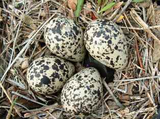 No birds’ eggs harvesting on Desnoeuf this year