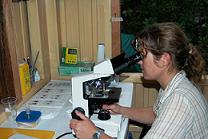 The Vet Dr Lindy Mac Gregor searching for parasites in the blood smears. Photo by Mike Myers