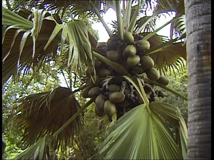 Private property owners invited to help in conserving the coco de mer