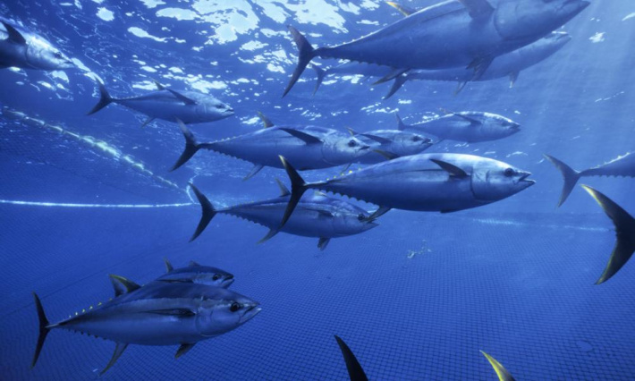 Probe alleges corruption in  Indian Ocean tuna industry     By Laura Pillay