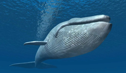Rare blue whales discovered near Seychelles