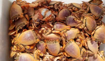Survey reveals a snapshot of spanner crab stock in Mahé Plateau