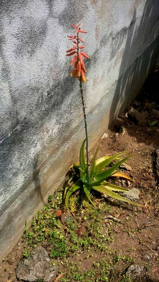 sonnencreme mit aloe vera THE SUN KISS – Mineralische Sonnencreme LSF 30 mit Aloe Vera & Reiskeimöl –  COSMENIA main image 0