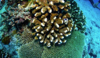 Nature Seychelles creates toolkit for coral restoration ahead of global meeting in Florida