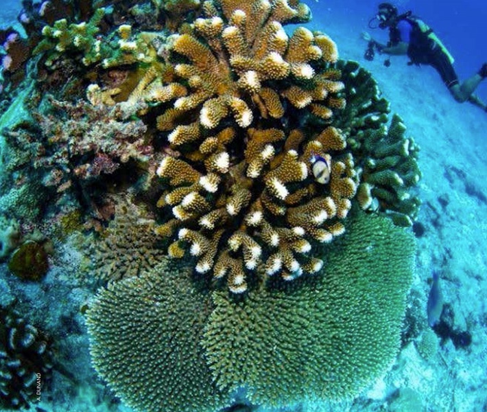 Nature Seychelles creates toolkit for coral restoration ahead of global meeting in Florida