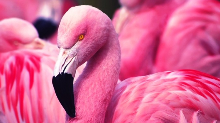 Rare sighting of Flamingo on Platte Island