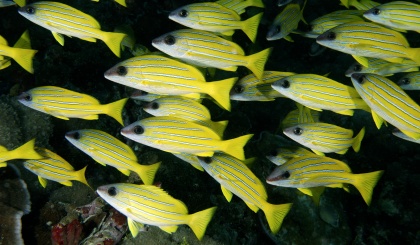 Presentations made during the SIF symposium on Aldabra and the Vallée de Mai held in May