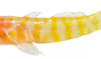 New marine species discovered in the Amirantes