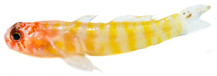 New marine species discovered in the Amirantes