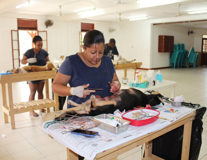 Public urged to sterilise their dogs in free district clinics