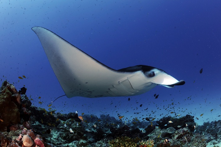 Save our Seas Foundation study pinpoints manta ray hotspot in remote Seychelles area