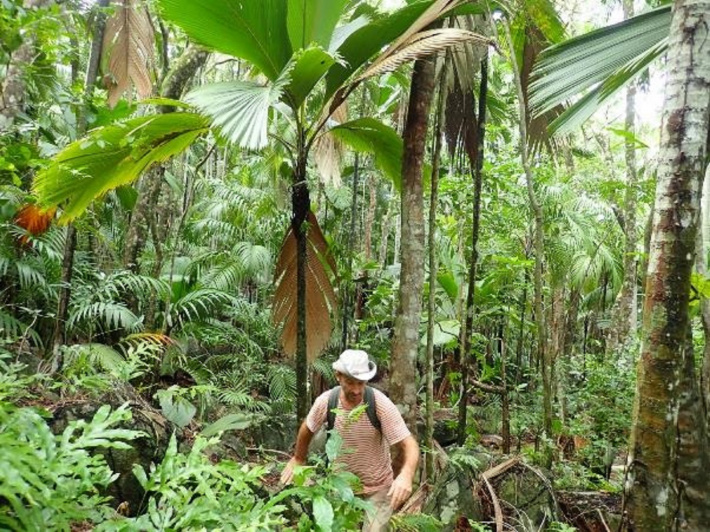 Describing coastal forest on Silhouette Island