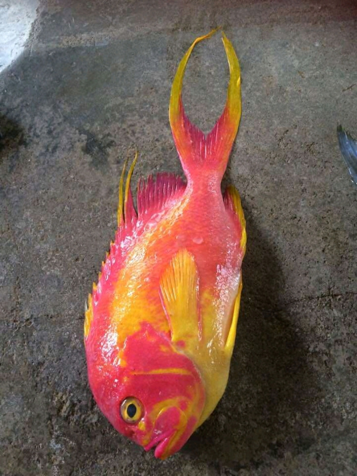 Rare fish shop