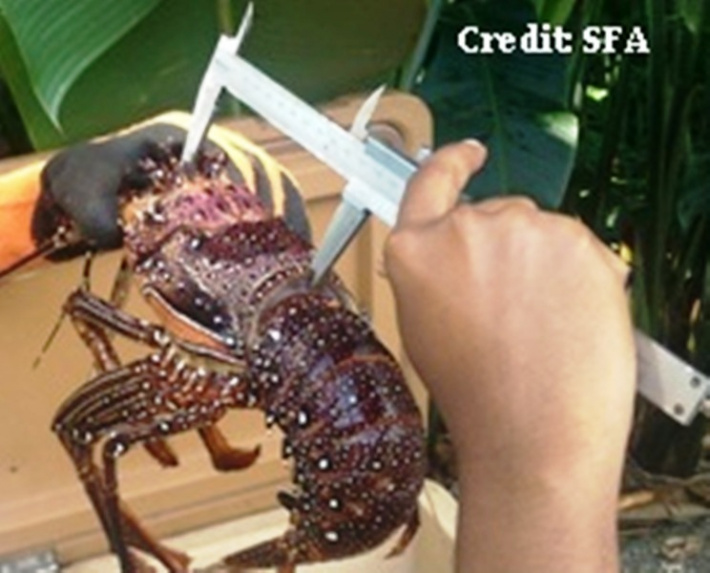 Lobster fishing season 2019/2020 now open -Seychelles Nation