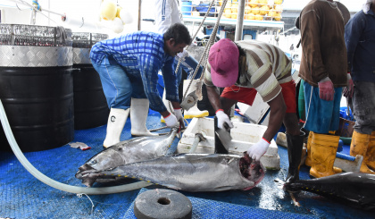 Private firms given last chance to ‘bring back dynamism’ in semi-industrial fishing sector