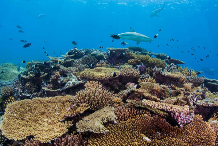A healthy ocean  may help coral  reefs at D’Arros