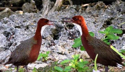 New research into flightlessness in the Aldabra rail indicates it could be a distinct species