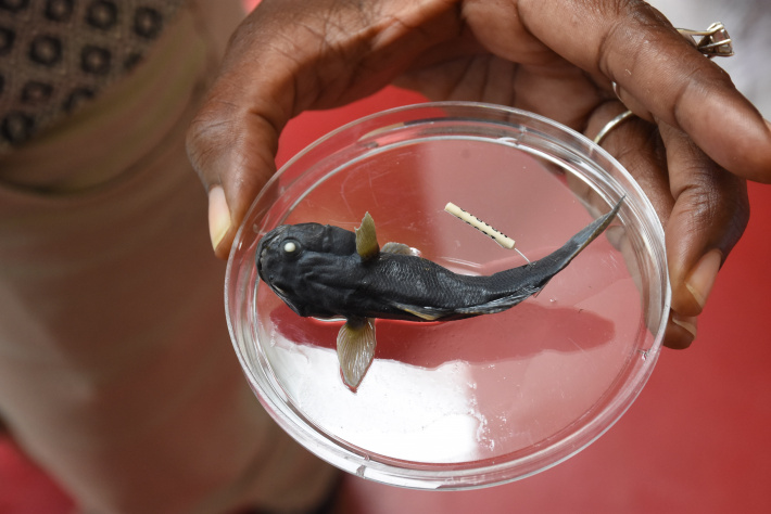 Aquatic science and surveys ongoing in the country