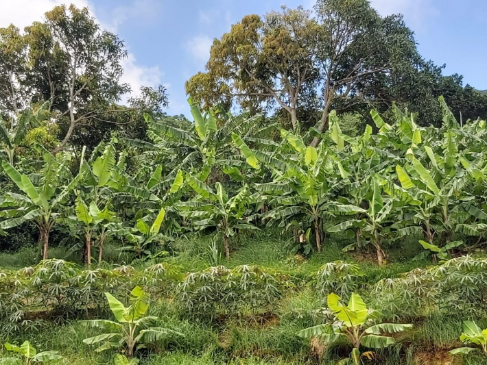 Ultraviolet radiation, educed plant growth and crop yields