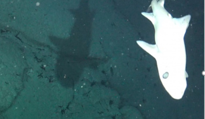 Investigating the marine predator community around Aldabra to assess connectivity between shallow and deep-sea ecosystems and the effectiveness of the Aldabra marine zonation strategy