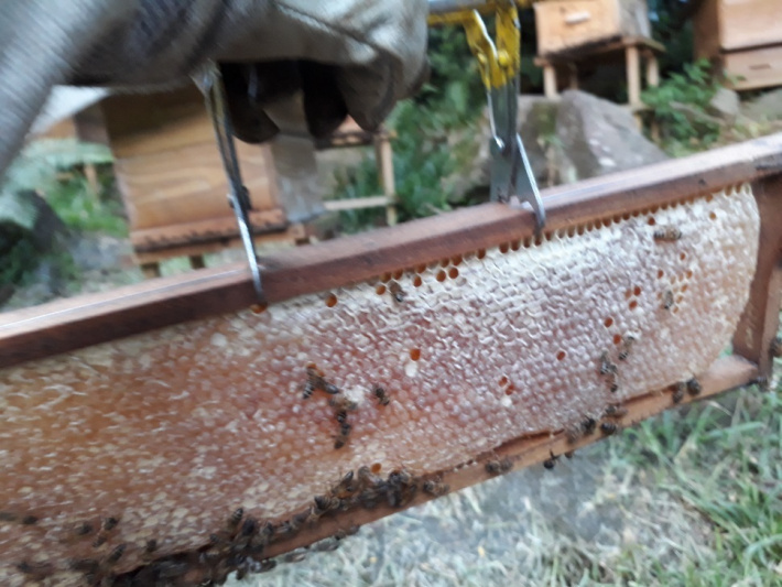 Chat with beekeeper Patrick Samson