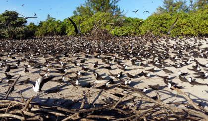 Satellite tracking of juvenile Sooty Terns from Bird Island