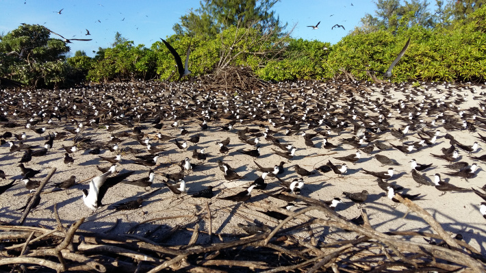 Satellite tracking of juvenile Sooty Terns from Bird Island