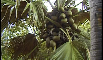 Private property owners invited to help in conserving the coco de mer