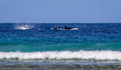 Fourth Orca sighting on Aldabra Atoll