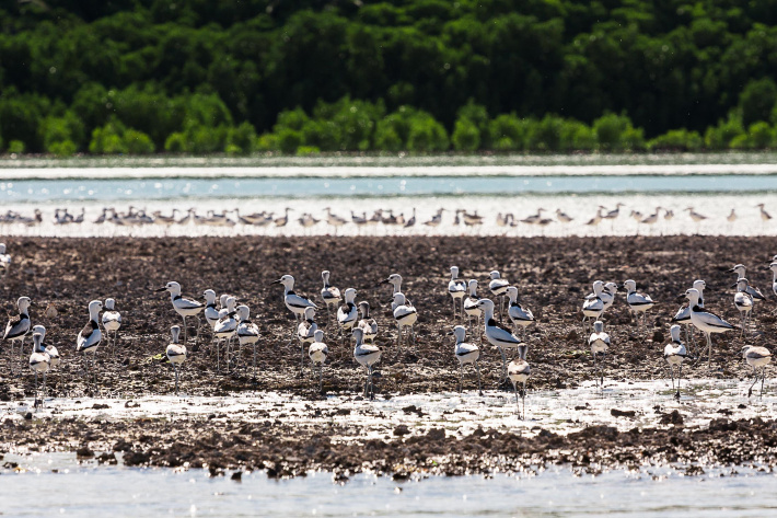 The Alphonse Group revealed as a hotspot for migratory birds