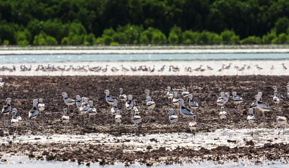 The Alphonse Group revealed as a hotspot for migratory birds
