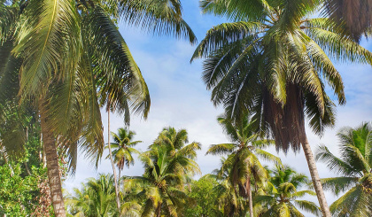 Seychelles starts to welcome travellers from African countries
