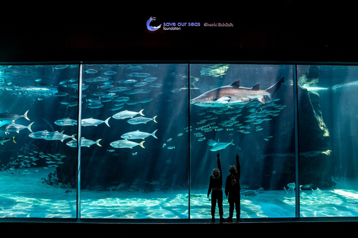 Two Oceans aquarium joins forces with the Save Our Seas Foundation to protect sharks