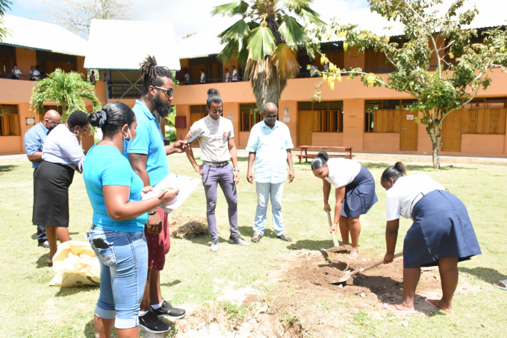 Coco de mer nut planted in Anse Royale secondary school compound