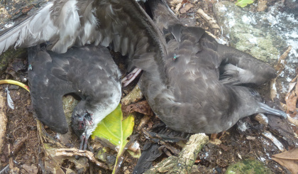 Poaching activity on Aride continues to threaten key species