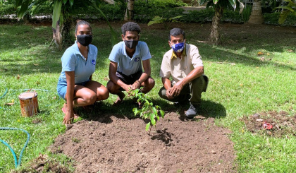 The re-introduction of Bwa sitron (Wright’s Gardenia) on Silhouette Island