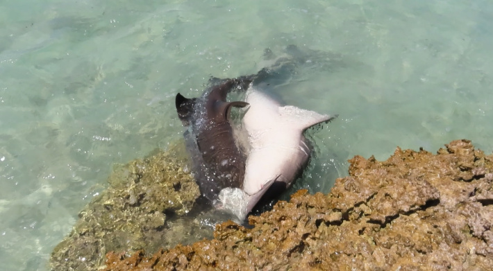Breeding season for Nurse sharks (Nebriusferrugineus)