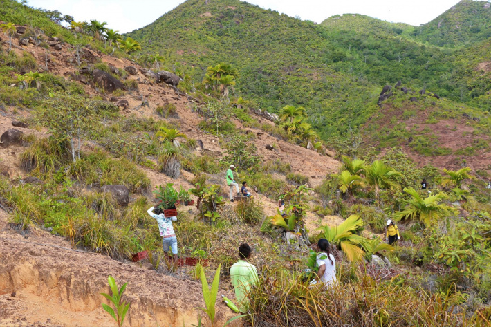Volunteers willingly contribute to massive tree planting campaign on Praslin